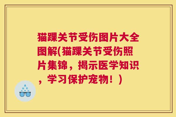 猫踝关节受伤图片大全图解(猫踝关节受伤照片集锦，揭示医学知识，学习保护宠物！)