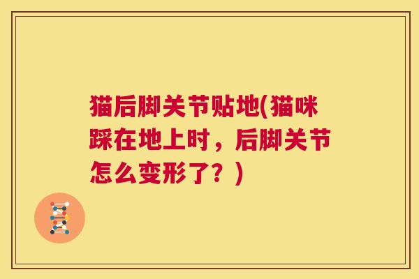 猫后脚关节贴地(猫咪踩在地上时，后脚关节怎么变形了？)