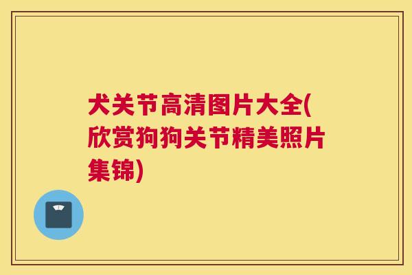 犬关节高清图片大全(欣赏狗狗关节精美照片集锦)