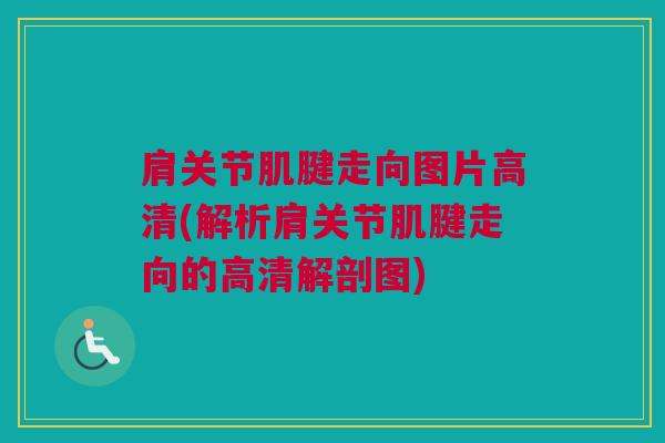 肩关节肌腱走向图片高清(解析肩关节肌腱走向的高清解剖图)