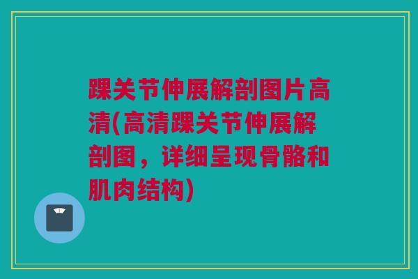 踝关节伸展解剖图片高清(高清踝关节伸展解剖图，详细呈现骨骼和肌肉结构)