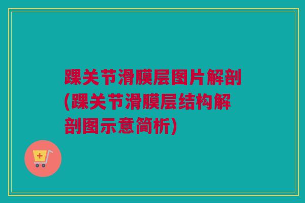 踝关节滑膜层图片解剖(踝关节滑膜层结构解剖图示意简析)