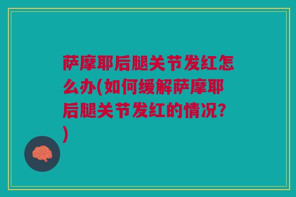 萨摩耶后腿关节发红怎么办(如何缓解萨摩耶后腿关节发红的情况？)